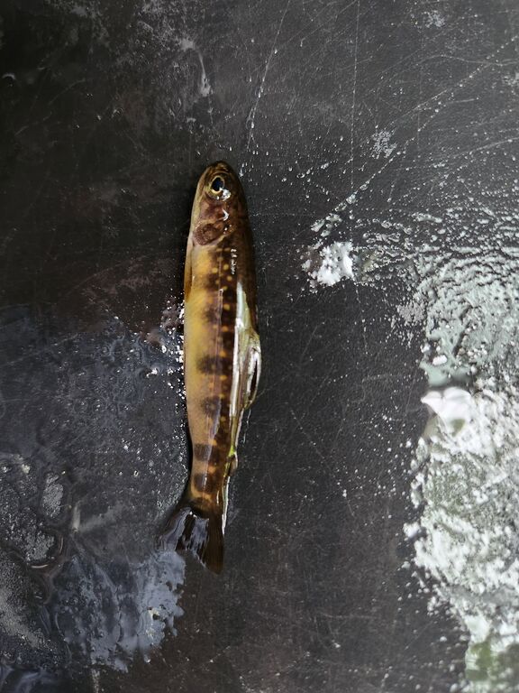 29e6758f-f542-446b-8e52-cad2b9baba1b