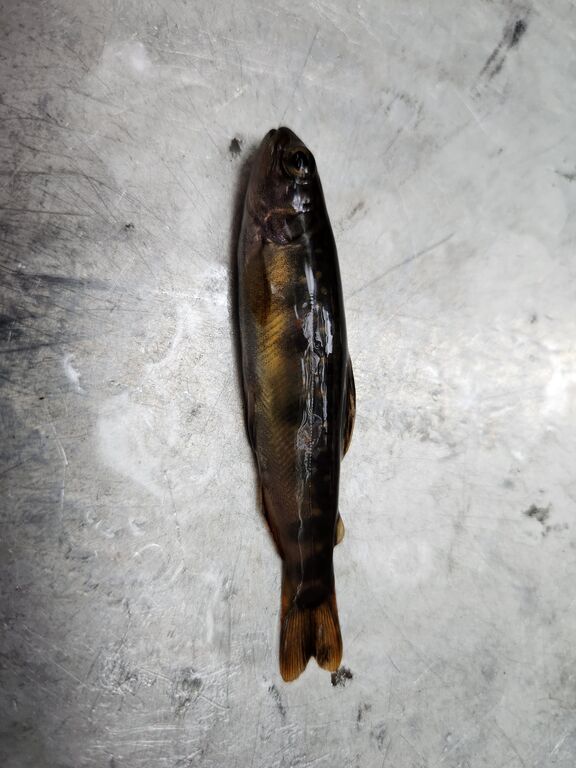 29e6758f-f542-446b-8e52-cad2b9baba1b